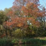 Herbst-am-Teich