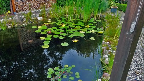 6 große Pflanzen Teichpflanzen Wasserlilien Teich Bachlauf Garten 