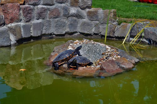 Ein Gartenteich für Wasserschildkröten